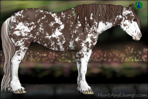 Horse Color:Liver Chestnut Sabino 