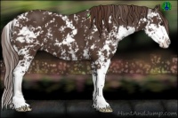 Horse Color:Liver Chestnut Sabino 