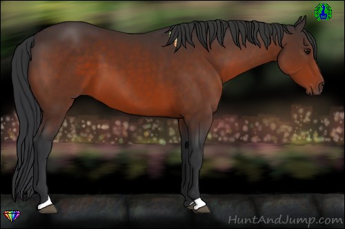 Horse Color:Bay 
