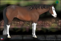 Horse Color:Bay Splash Varnish 