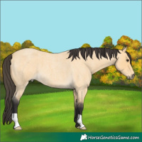 Horse Color:Buckskin Roan 