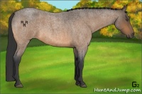 Horse Color:Buckskin Roan 