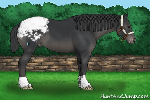 Horse Color:Black Appaloosa