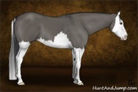 Horse Color:Grullo Splash 