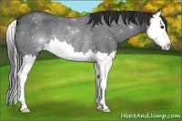 Horse Color:Blue Roan Sabino Splash Rabicano