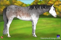 Horse Color:White Spotted Brown Roan Splash