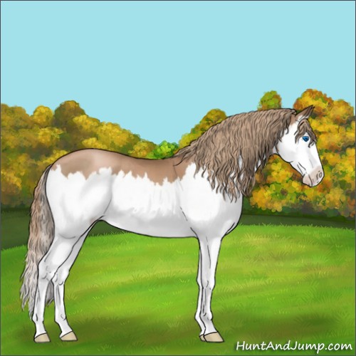 Horse Color:Liver Chestnut Pearl Sabino Splash 