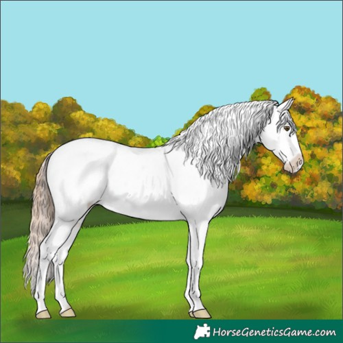 Horse Color:Liver Chestnut Pearl Sabino Appaloosa 