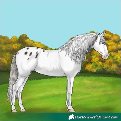 Horse Color:Liver Chestnut Splash Appaloosa 
