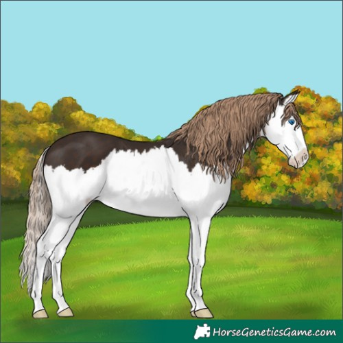 Horse Color:Liver Chestnut Sabino Splash