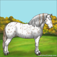 Horse Color:White Spotted Chestnut Ice Appaloosa 