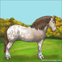 Horse Color:Black Ice Pearl Appaloosa 