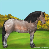 Horse Color:Bay Ice 