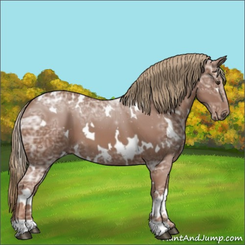 Horse Color:White Spotted Chestnut Ice 