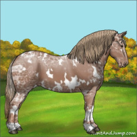 Horse Color:White Spotted Chestnut Ice