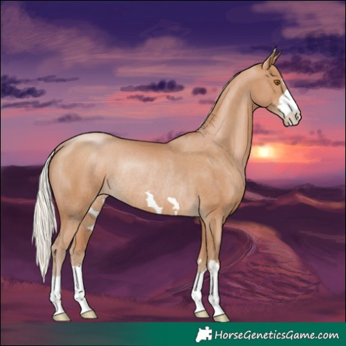 Horse Color:Silver Black Pearl Rabicano