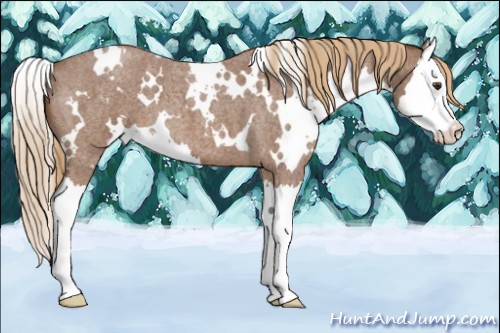 Horse Color:White Spotted Red Roan Splash 