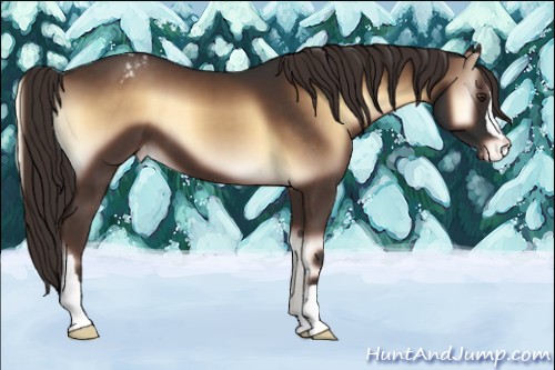 Horse Color:Liver Red Onyx Appaloosa 