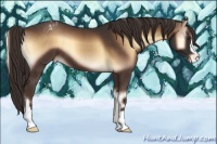 Horse Color:Liver Red Onyx Appaloosa