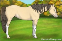 Horse Color:Amber Cream Champagne 