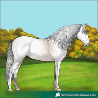 Horse Color:Gray Amber Champagne Dun Sabino 