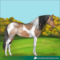 Horse Color:Bay Dun Tobiano 