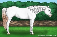 Horse Color:Classic Champagne Dun Splash Tobiano Appaloosa 