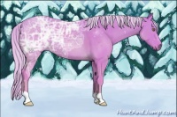 Horse Color:Watercolor Palomino Ice 
