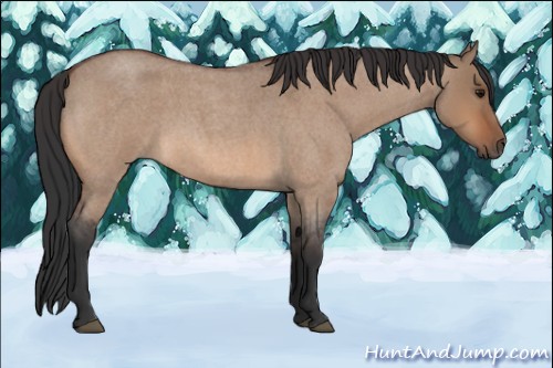 Horse Color:Bay Roan Dun 