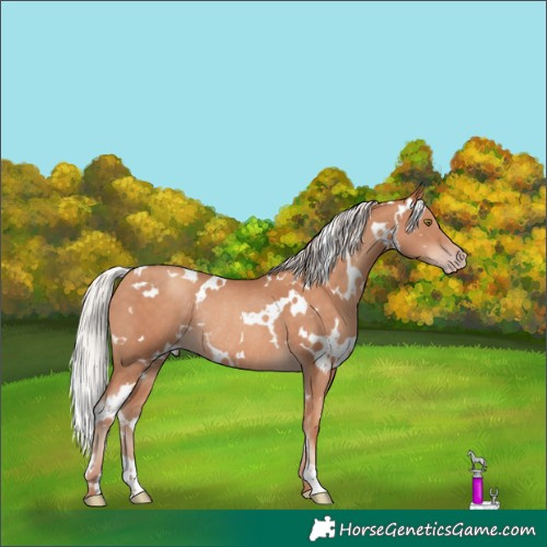 Horse Color:White Spotted Silver Sable Champagne Rabicano 