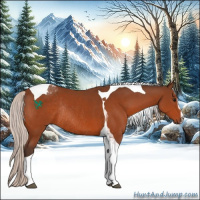Horse Color:Silver Bay Sabino Tobiano Rabicano 
