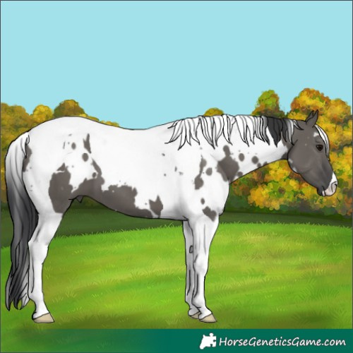 Horse Color:White Spotted Grullo Tobiano 