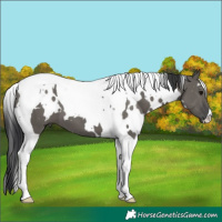 Horse Color:White Spotted Grullo Tobiano