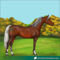 Horse Color:Silver Bay Sabino 