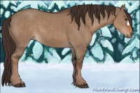 Horse Color:Liver Red Dun 