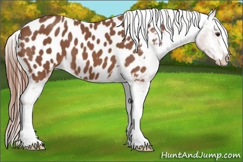 Horse Color:Chestnut Appaloosa 