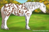 Horse Color:Chestnut Appaloosa
