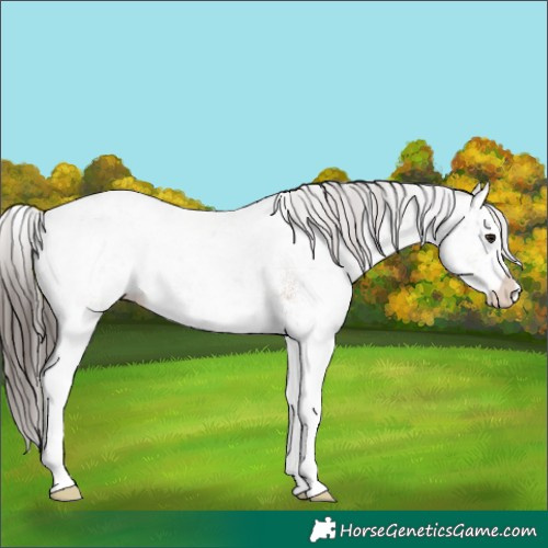 Horse Color:White Spotted Classic Champagne Ice Splash Rabicano