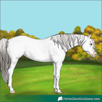 Horse Color:White Spotted Classic Champagne Ice Splash Rabicano 