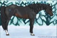 Horse Color:Brown Tobiano 