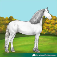 Horse Color:Perlino Ice Roan Dun Frame Appaloosa 