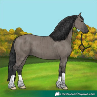 Horse Color:Grullo Brindle 