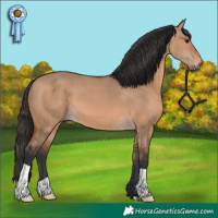 Horse Color:Bay Dun 