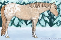 Horse Color:Red Dun Ice Appaloosa