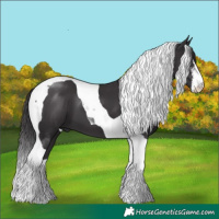 Horse Color:White Spotted Smoky Black Tobiano 