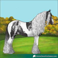 Horse Color:White Spotted Smoky Black Tobiano 