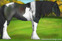 Horse Color:Black Tobiano 