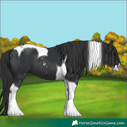 Horse Color:Black Sabino Tobiano 