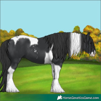 Horse Color:Black Sabino Tobiano