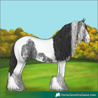 Horse Color:Black Ice Sabino Tobiano 